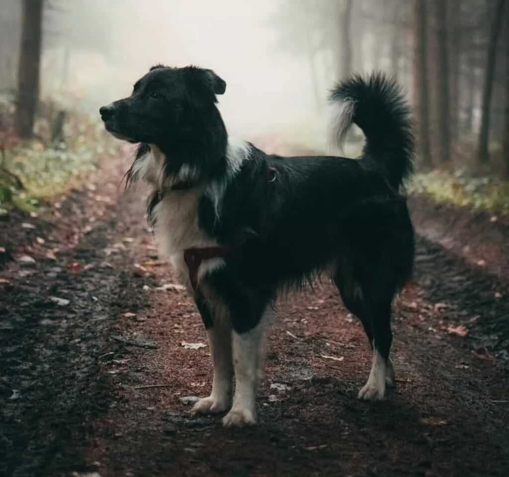 These collars work well in off-leash training and other training methods