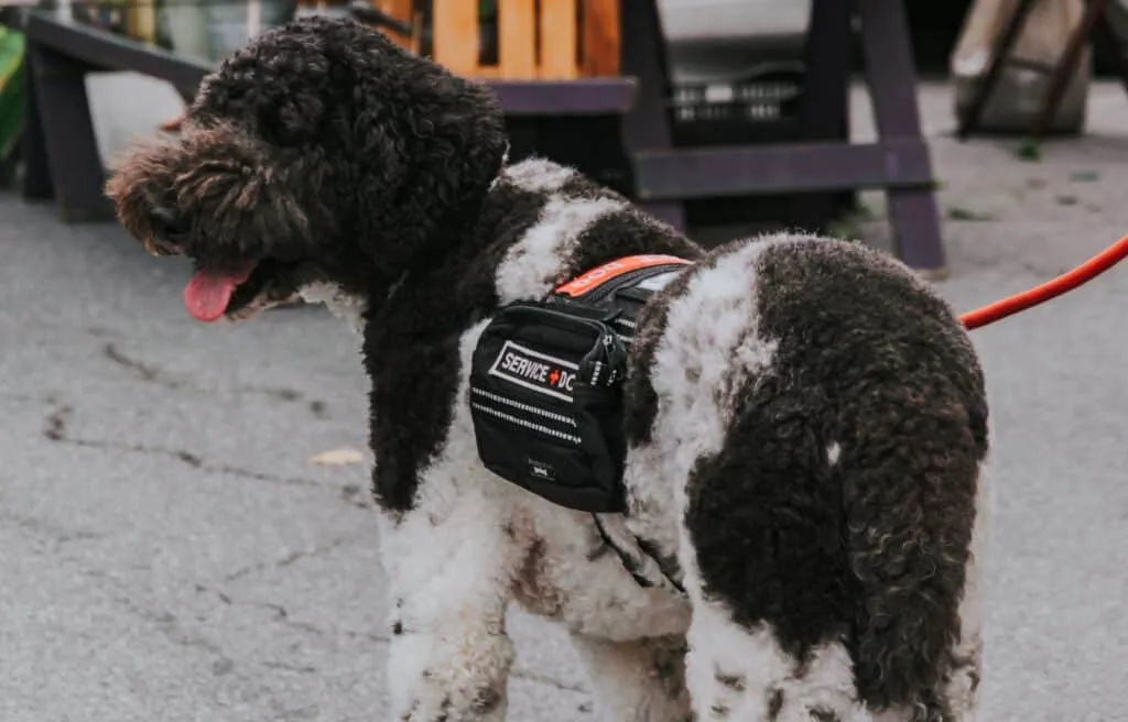 Train dogs in private lessons as service dogs