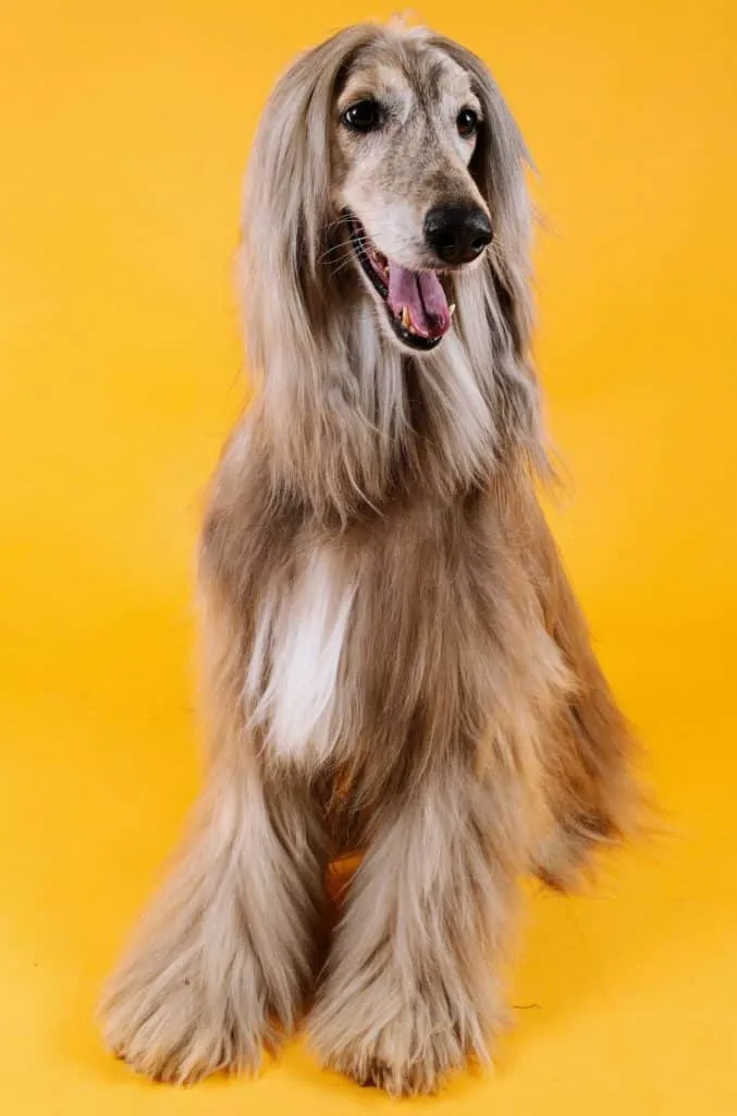 Train your dog with a click