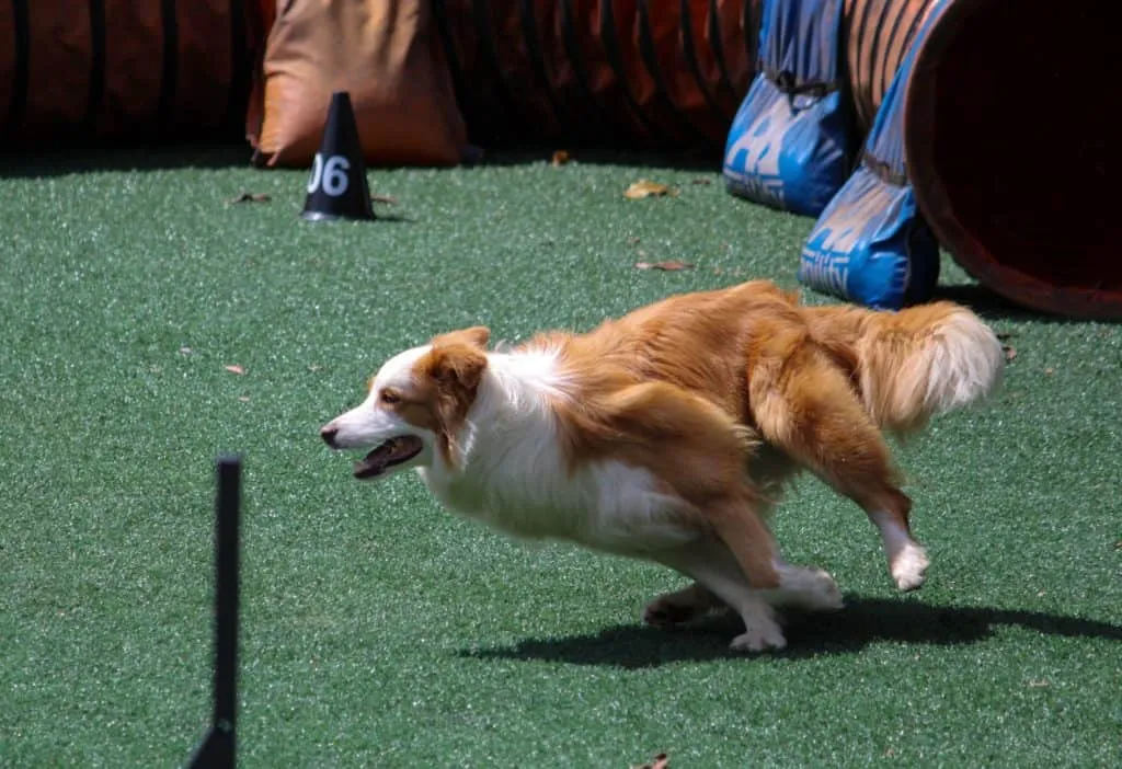 Training your dog with a clicker