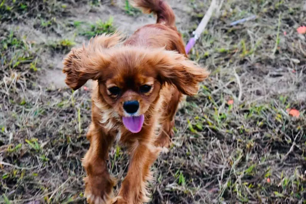 Veterinarian recommends supplements to provide relief from aging problems without side effects but with great results