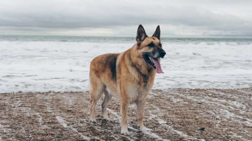 What is the best dog food for German Shepherds