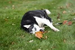 Why Do Dogs Roll In The Grass (& How To Stop Them)