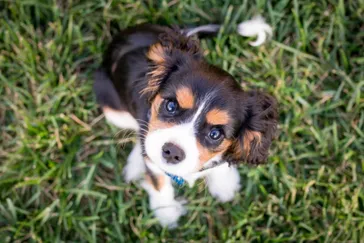 Best Puppy Training Book