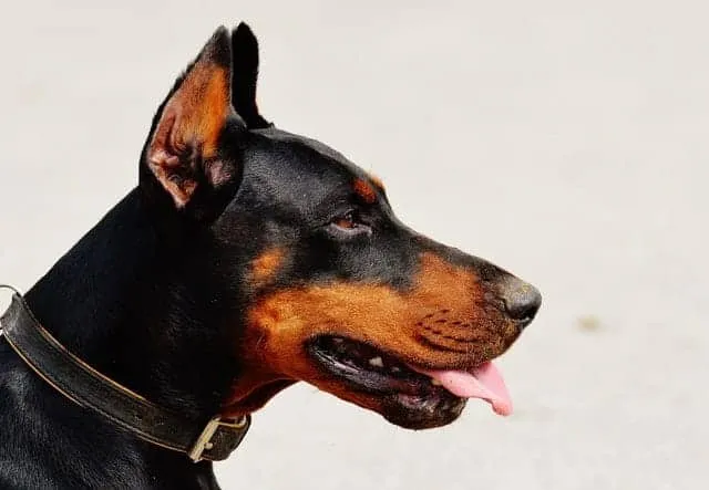 German Dog Breeds - Doberman