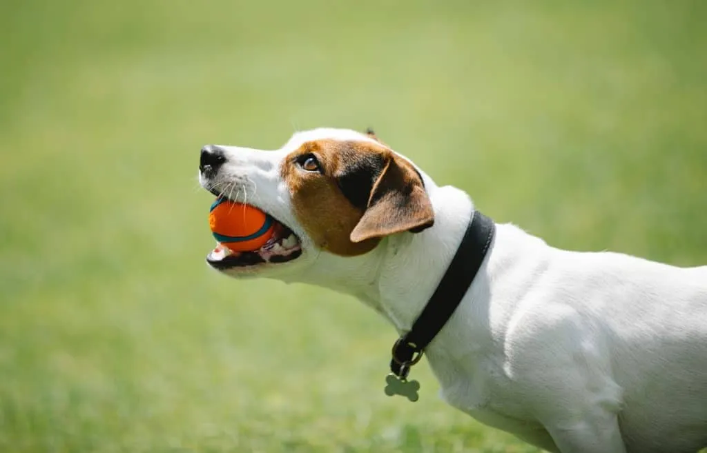 dog clicker training pros cons