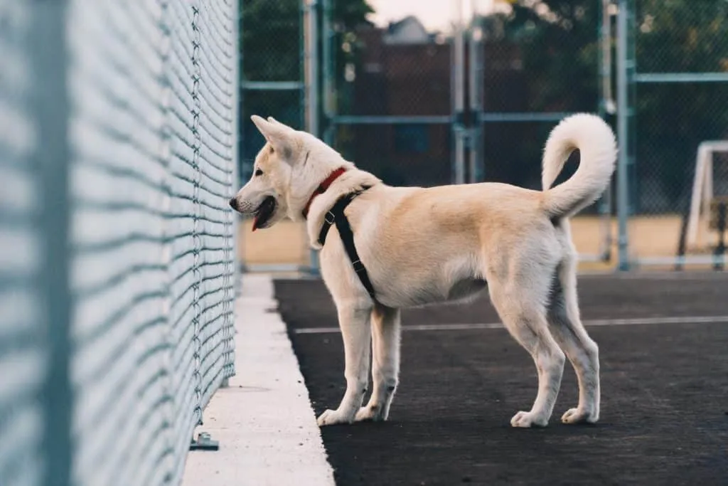 How To Stop A Dog From Digging