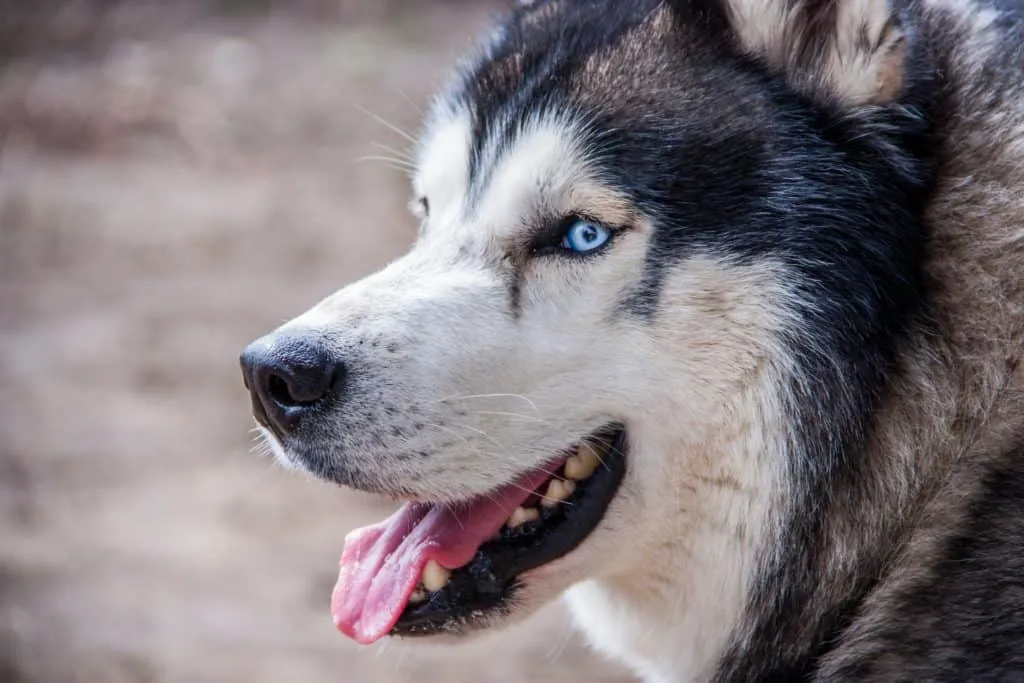 dog toothpaste