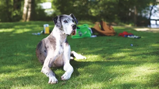 German Dog Breeds - Great Dane