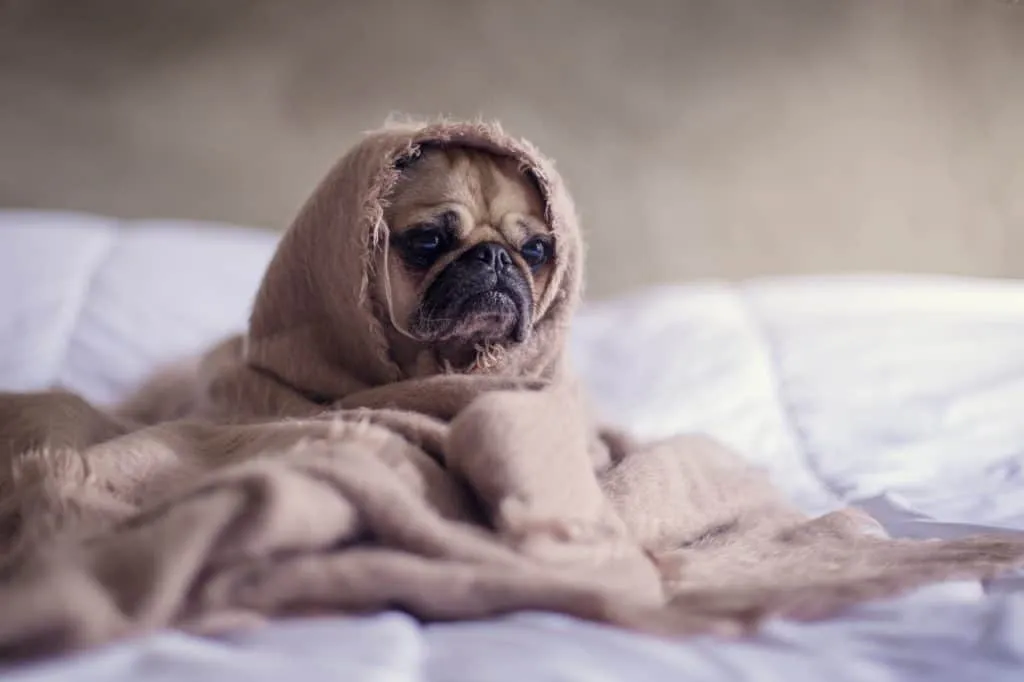 sick puppy