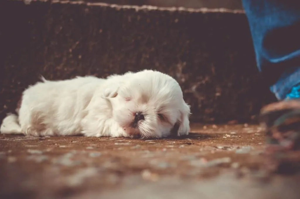 puppy sleeping