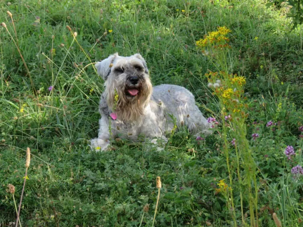 teach dog to stop digging holes