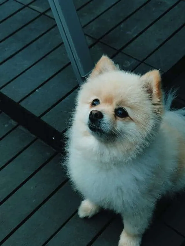 German Dog Breeds - Pomeranian