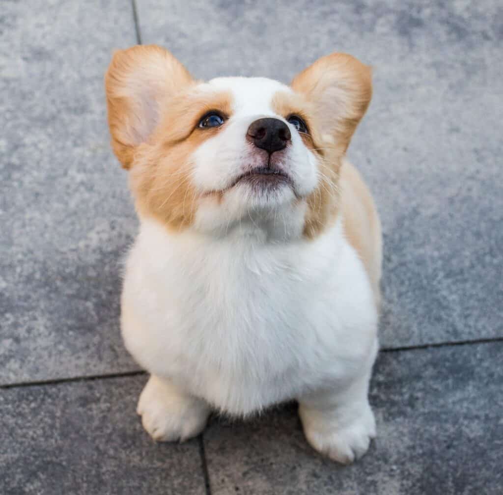 A crate-trained dog is a happy dog