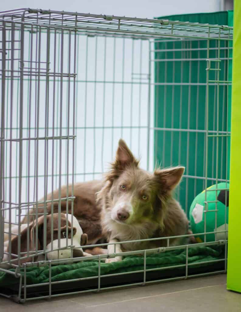 Be consistent in crate training your dogs