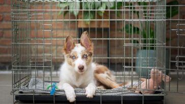 Crate Training A Puppy