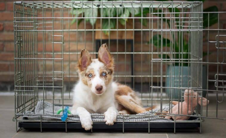 Crate Training A Puppy