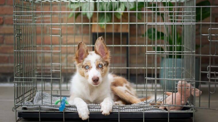 Crate Training A Puppy