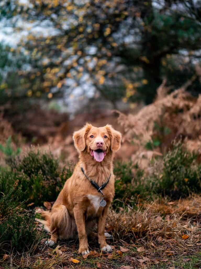 Crate the dog only when necessary