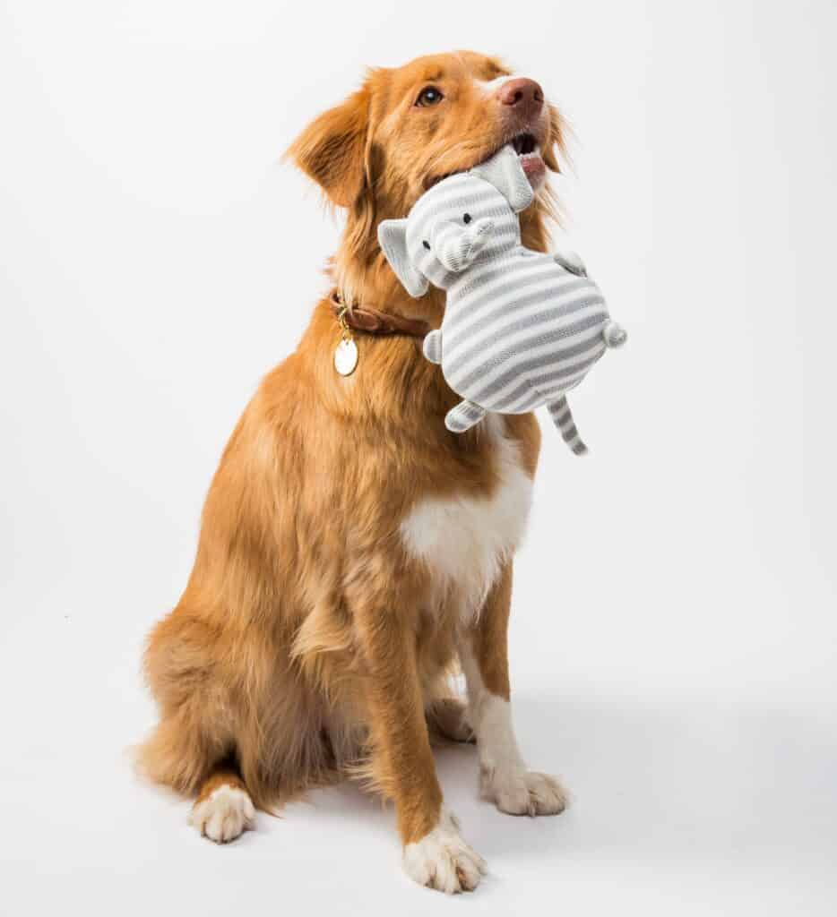 Obeying a dog "sit" command is rewarded with a toy