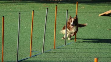 Positive Reinforcement Dog Training