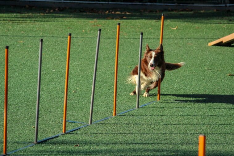 Positive Reinforcement Dog Training