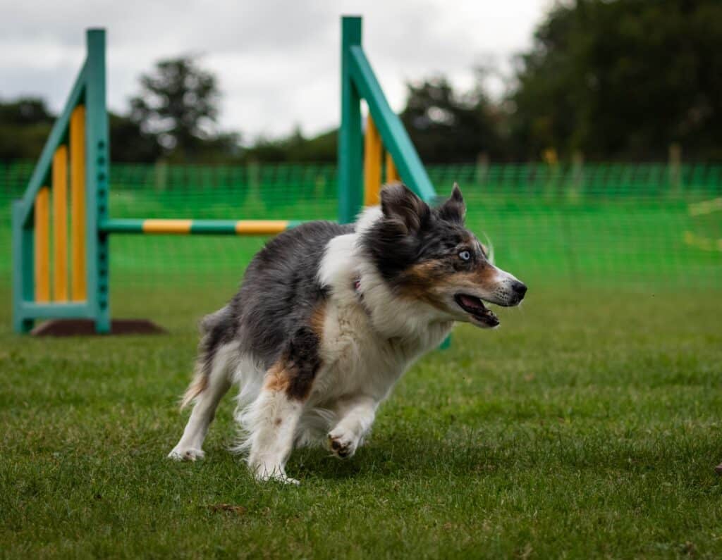 Reward as a positive means of training a dog