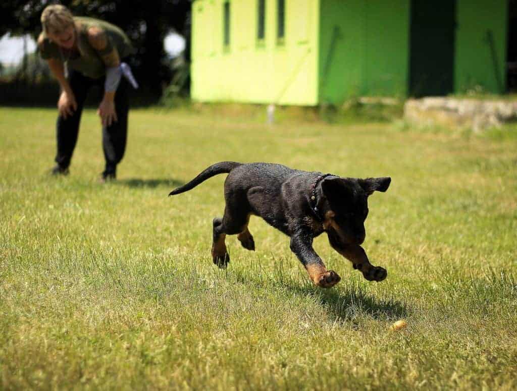 Positive Reinforcement Dog Training