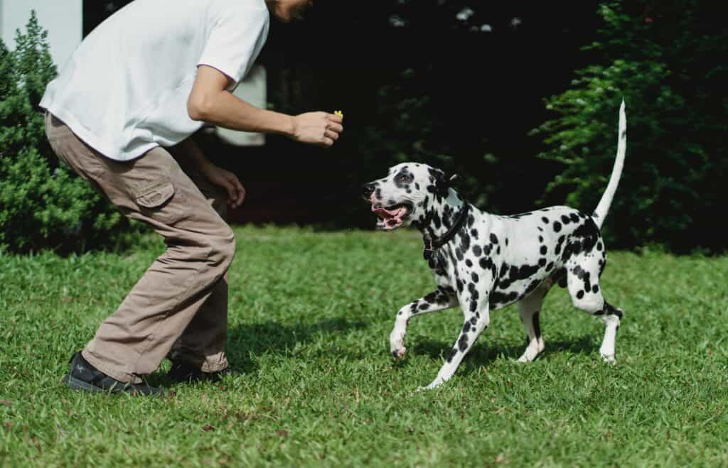 It is best to see a pet trainer or pet behavior specialist to get the best solution