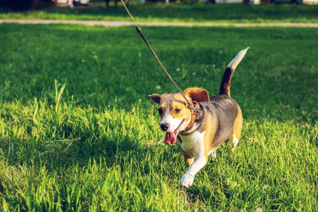 Leash Training A Puppy