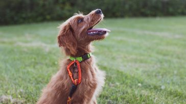 dog clicker training pros cons
