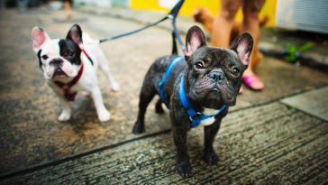 Train Puppy to Walk on Leash