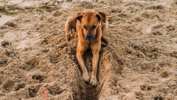 How To Stop Dog From Digging