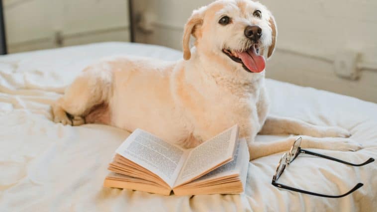 Best Dog Training Books