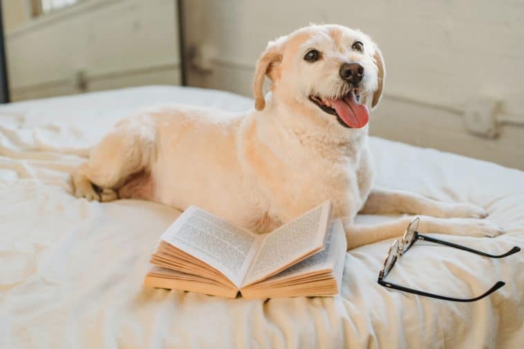 Best Dog Training Books