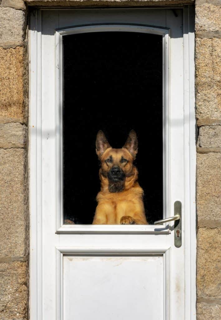 Bell train your dog to teach him to go outside