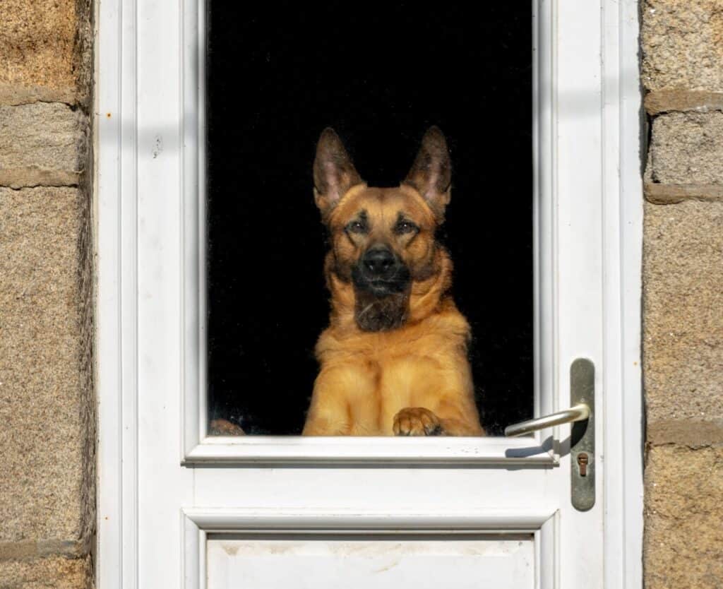 Bell train your dog to teach him to go outside