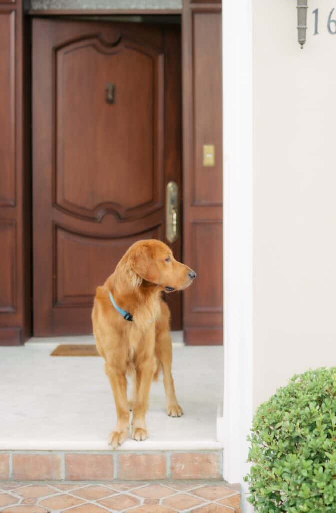 Dog bells help potty train your dogs