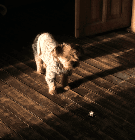 Dog rings the bell for bathroom breaks