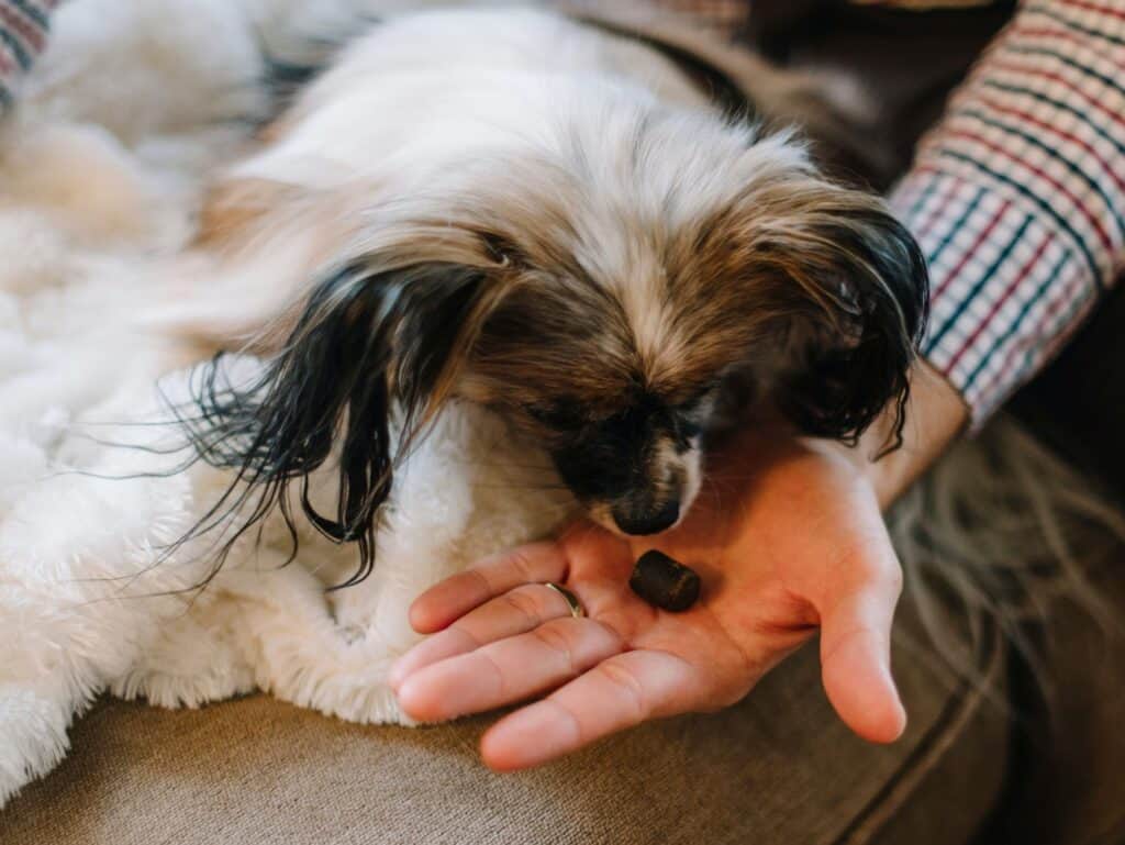 Reward your pup for good behavior in learning his potty spot