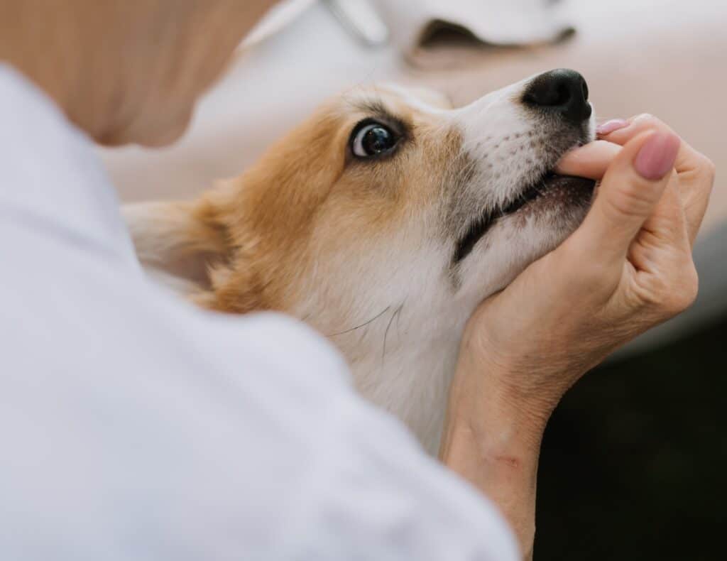 A dog in pain may bite