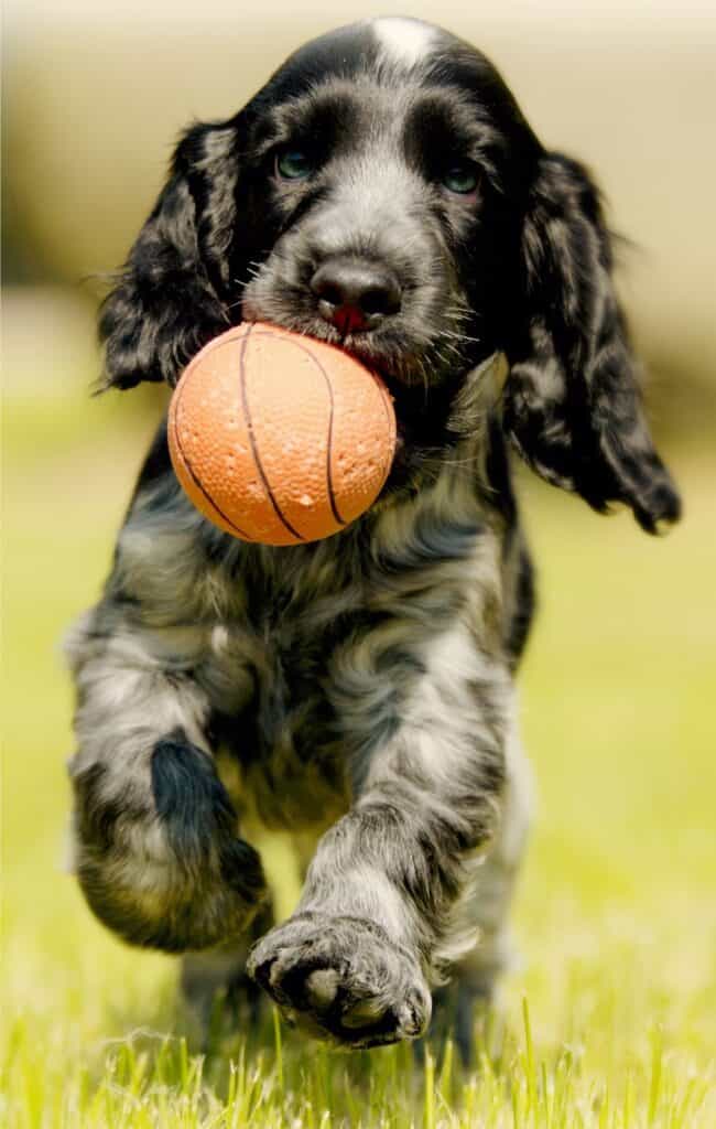 A durable dog ball may be the perfect chew toy for many dogs