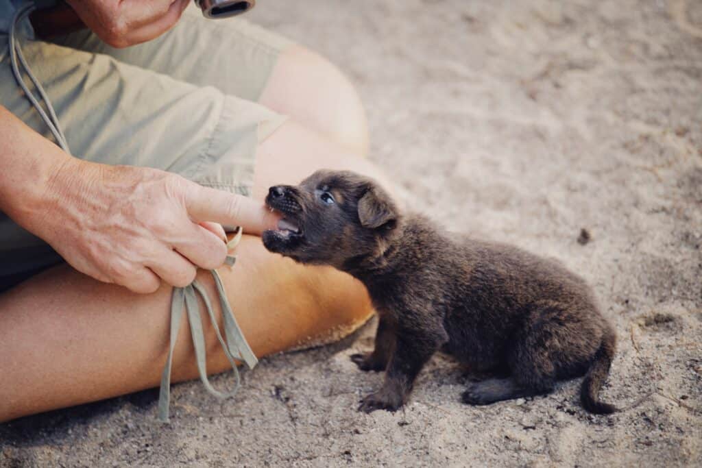 A puppy bites in a gentle play