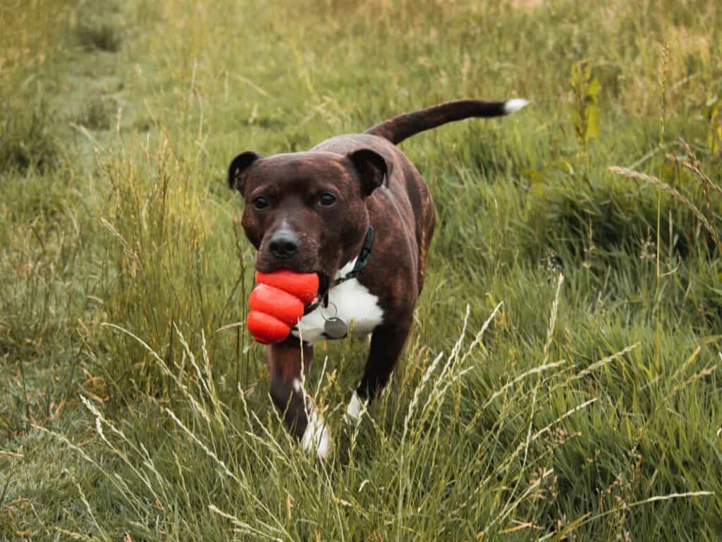 Best indestructible dog toys for adult dogs