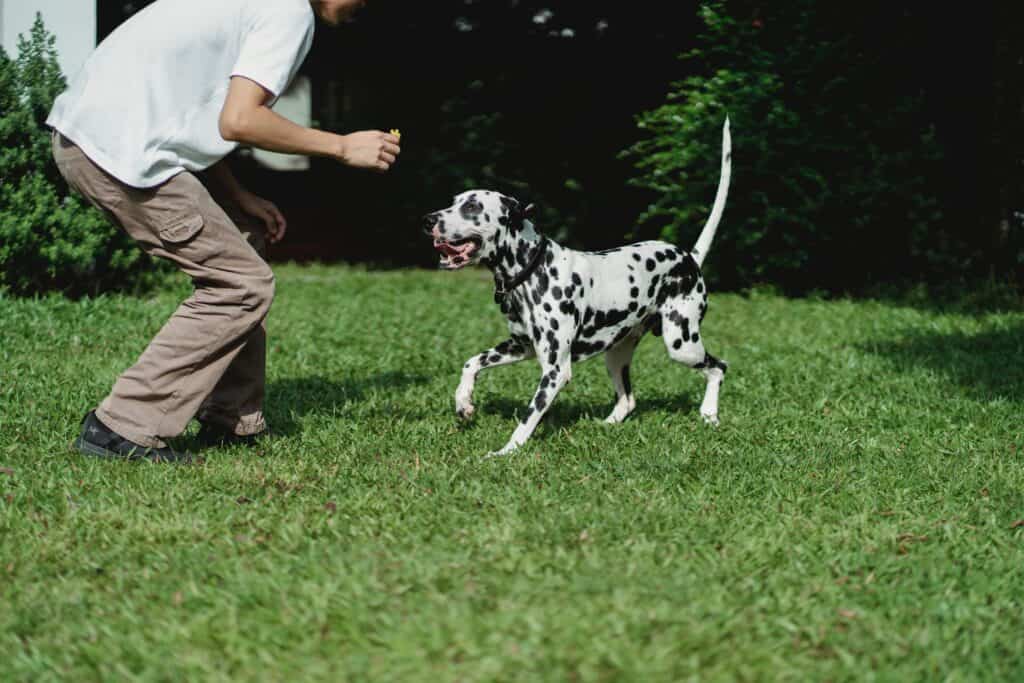 Dog barks excessively to get its dog owners' or family members' attention