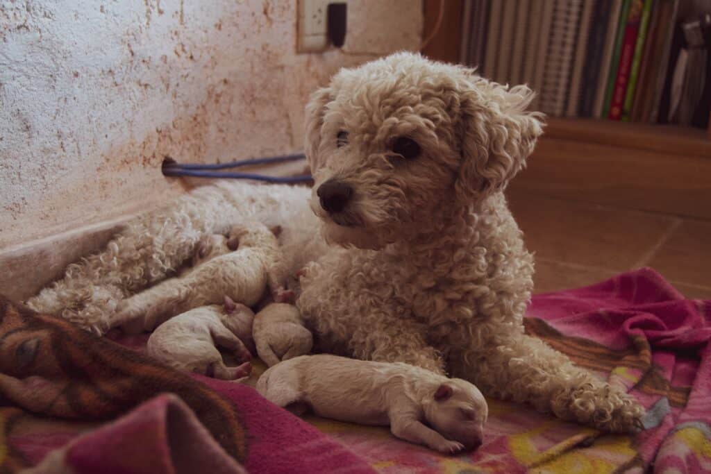 Dog bites occur when mom dog protects its babies