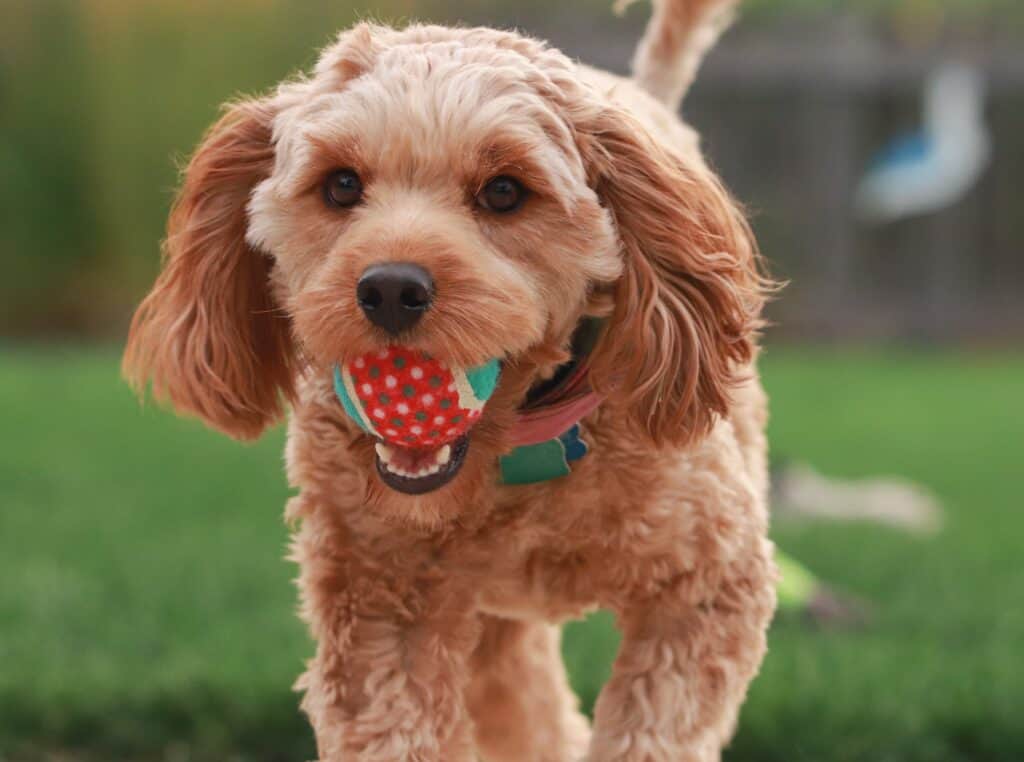 Fetch toy mentally and physically stimulates while playing fetch