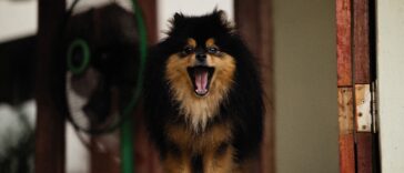 How to Stop a Dog from Barking