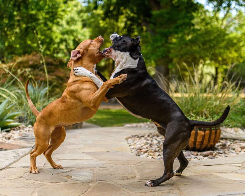 Teach your adult dog to curb aggression