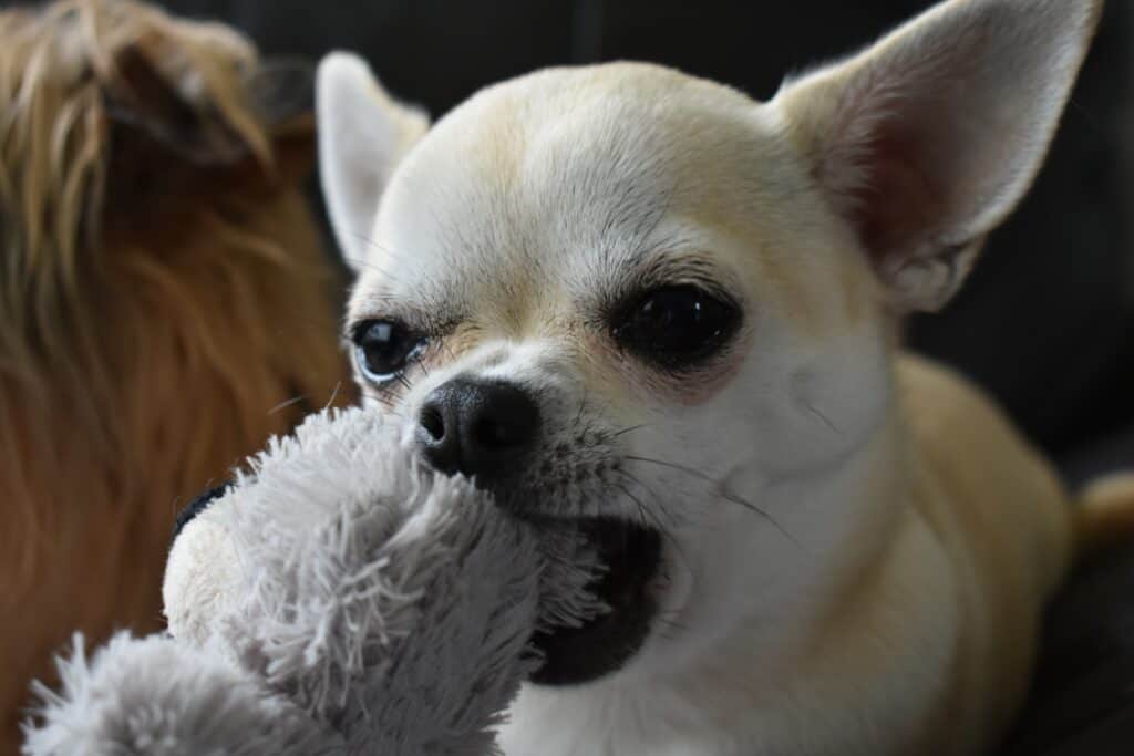 Tough chewers prefer durable rubber toys, while some extreme chewers prefer tug toys